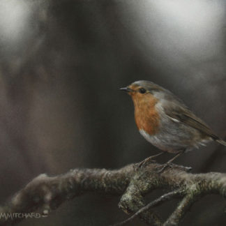 Robin perching on branch, acrylic.