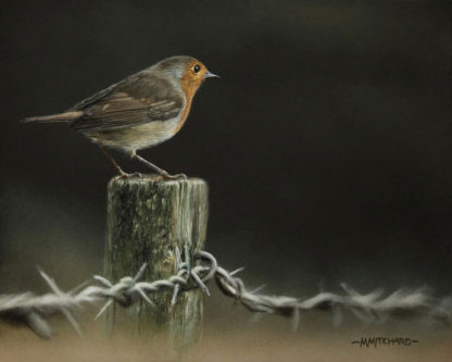 Robin perched on barbed wire fence post, acrylic.