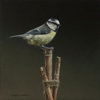 Blue tit perching on bamboo canes, acrylic.