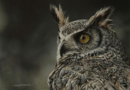 Tawny owl, acrylic.