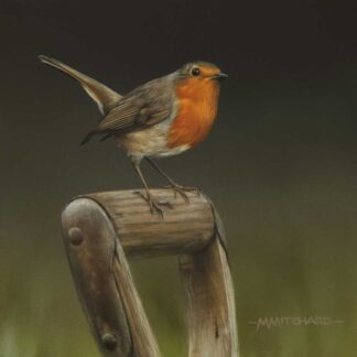 Robin painting by Marc Mitchard