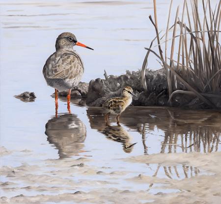 Clive Meredith, Redshank and Chick