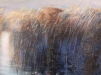 Reeds,-Walberswick-detail