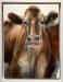 Katie-Wilkins---Guernsey-Cow--framed