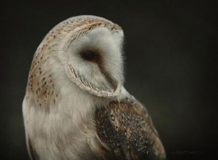Barn Owl, acrylic.