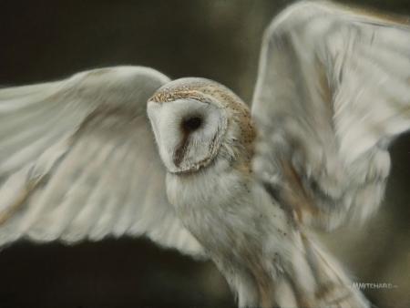 Barn owl in flight, acrylic.